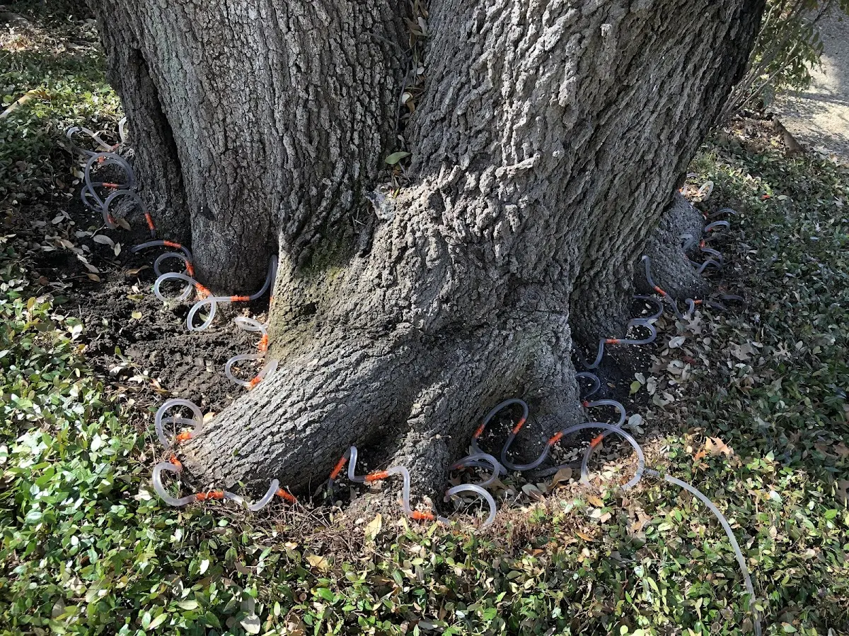 Detailed Tree Cabling and Bracing job site in Deeth